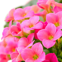 Kalanchoe rose - Bakker