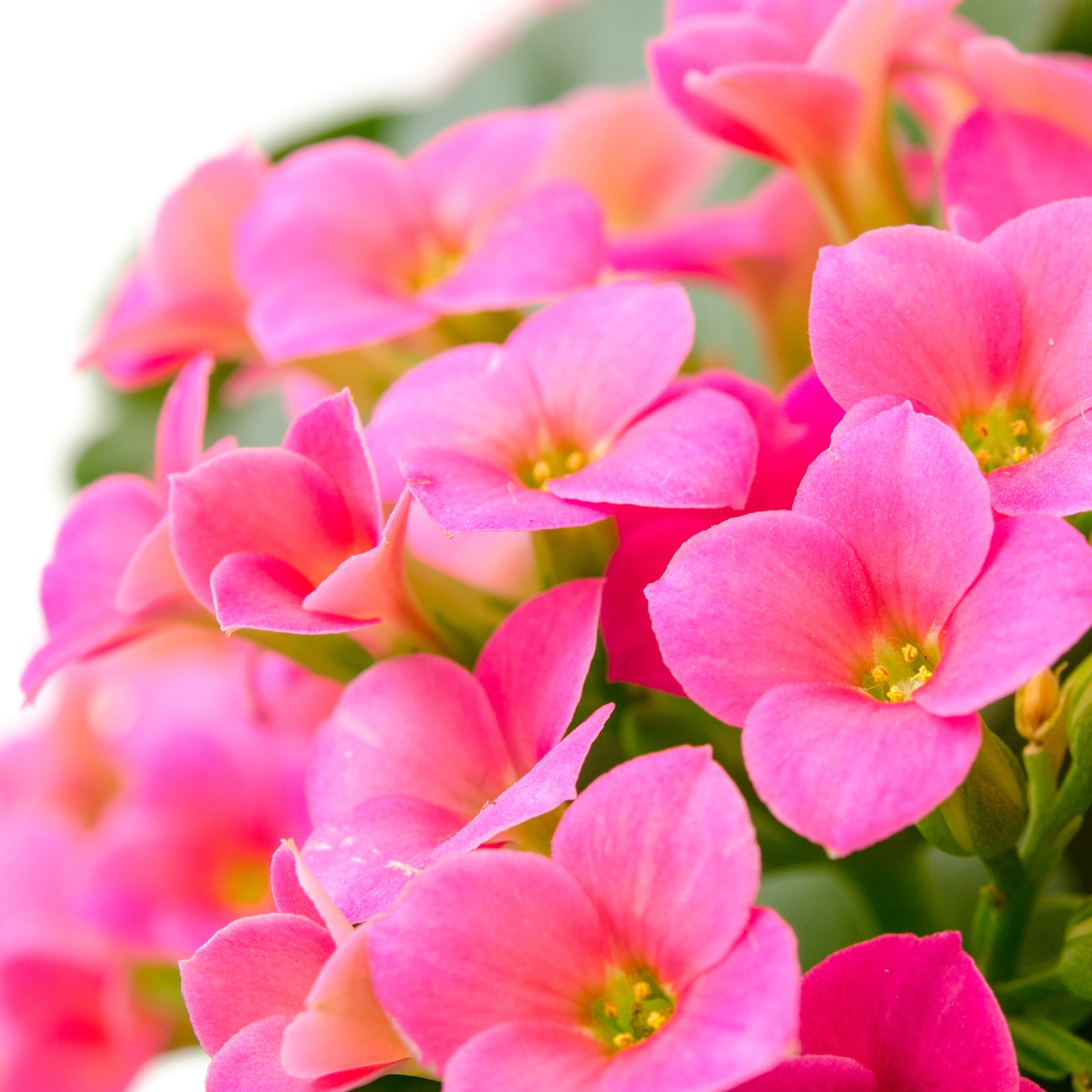 Kalanchoe rose - Bakker