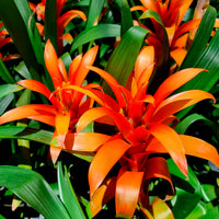 Bromeliaceae - Bromelia orange - Fleurs pour terrasses et balcons