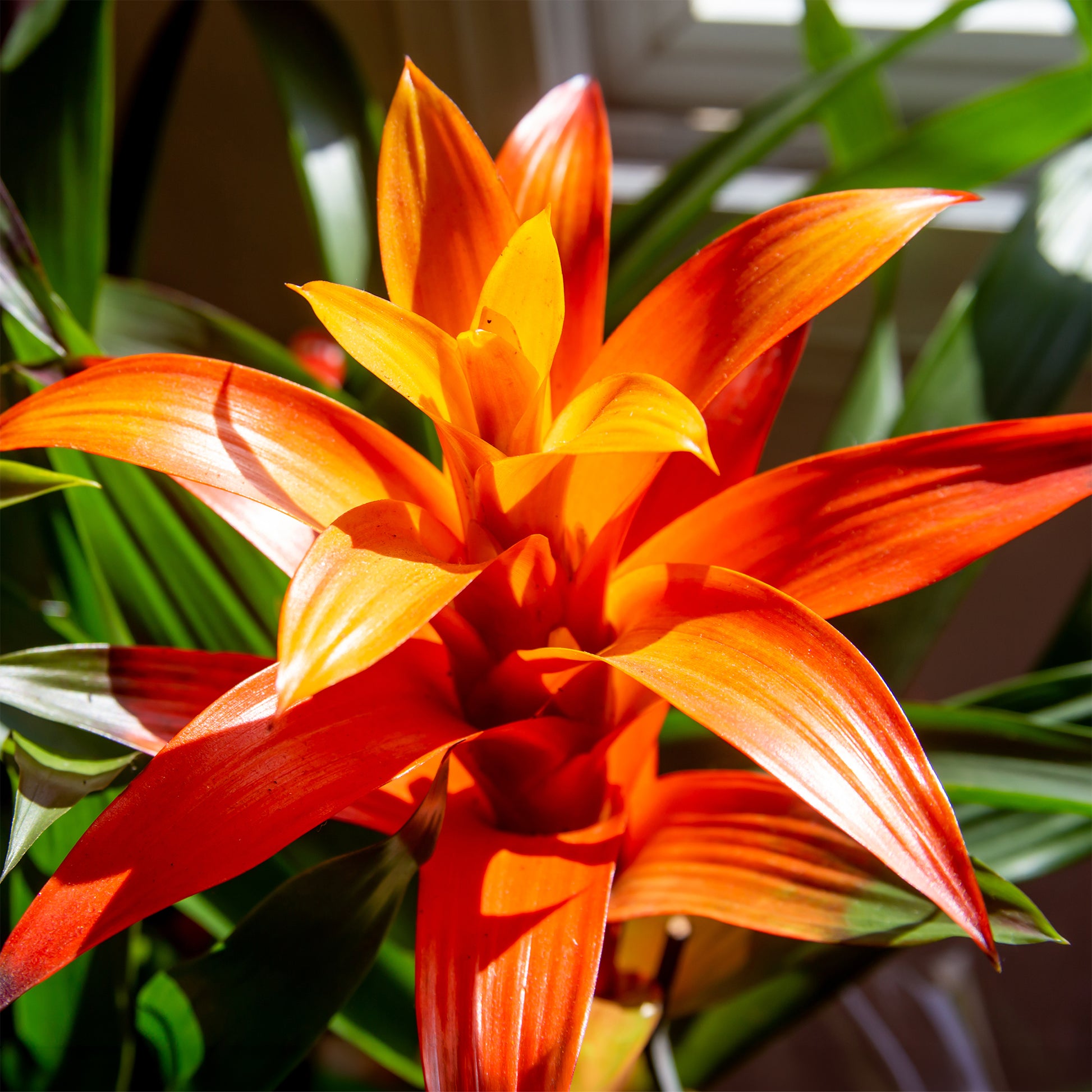 Bromelia orange - Bromeliaceae - Bakker