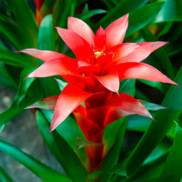 Fleurs pour terrasses et balcons - Bromelia rouge - Bromeliaceae