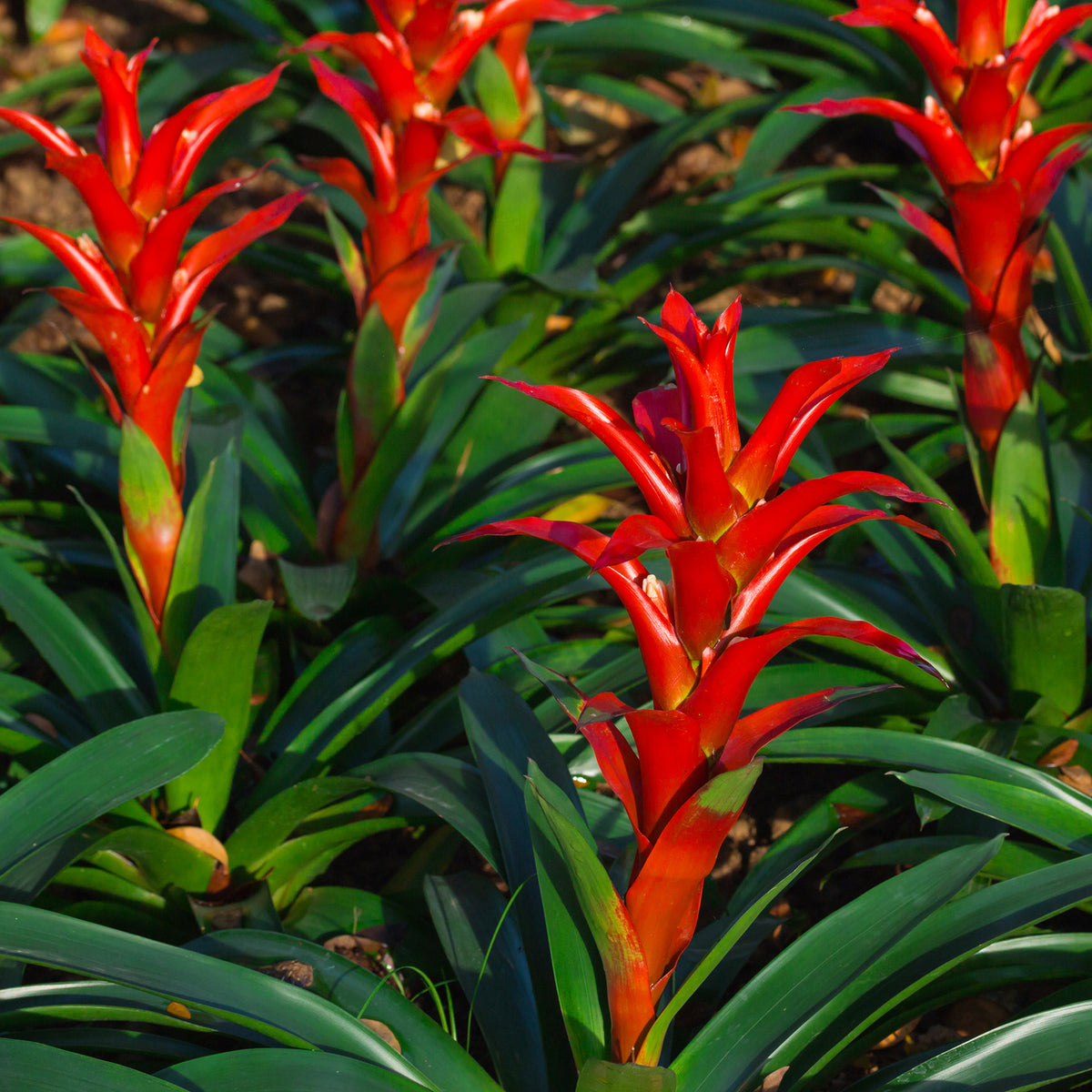 Bromelia rouge - Bakker