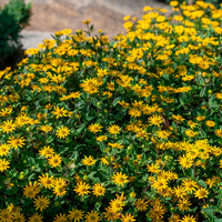 Sanvitalia - Sanvitalia procumbens - Bakker