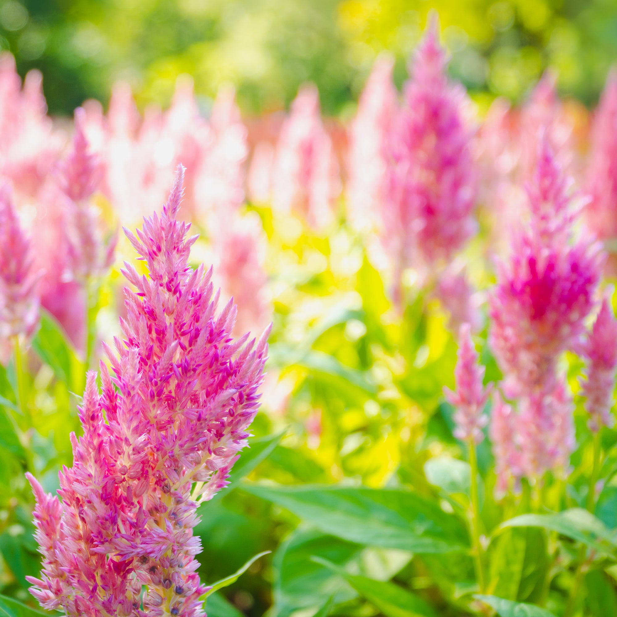 Celosie rose facile pour balcon et massif fleuri | Bakker – Bakker.com