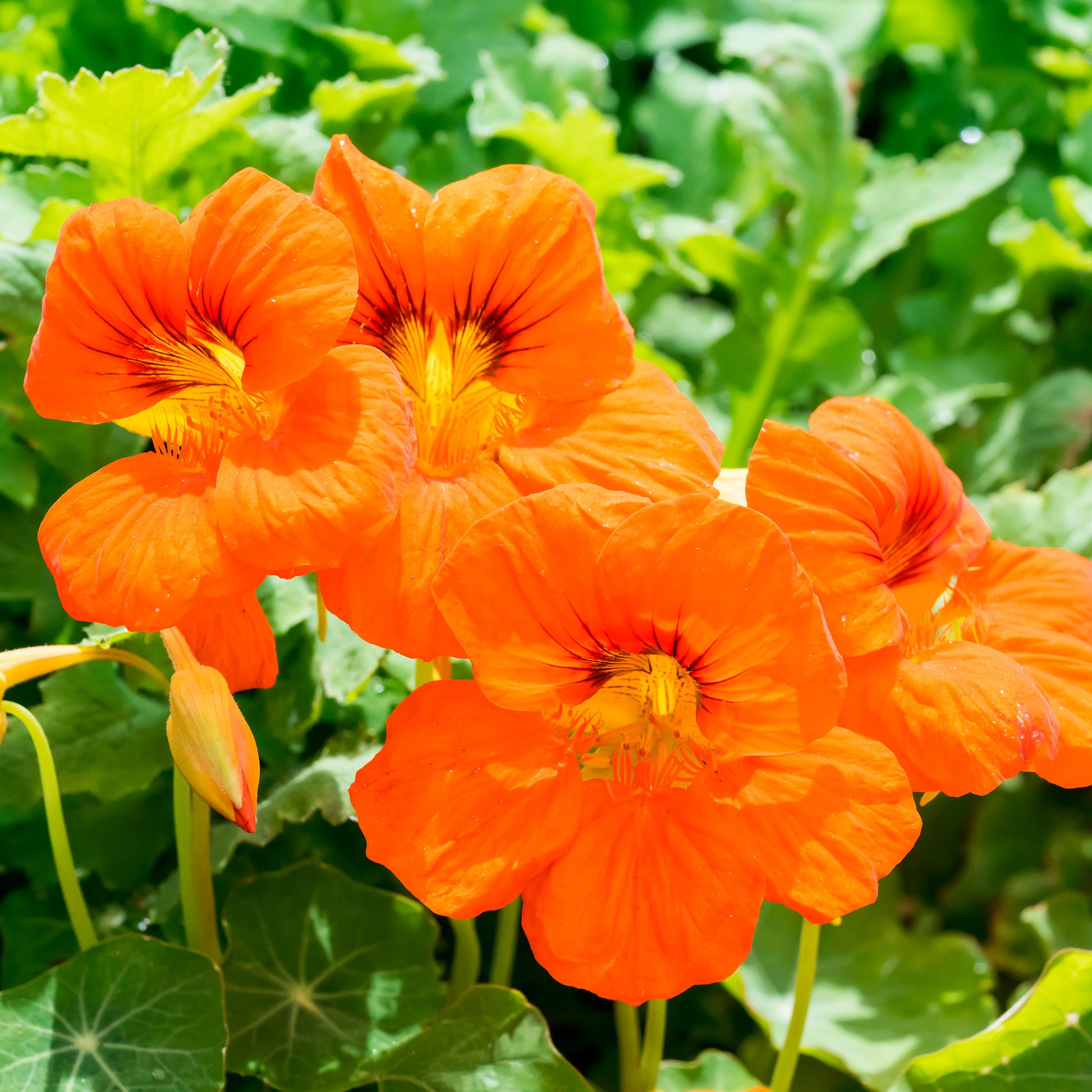 Capucine orange - Bakker