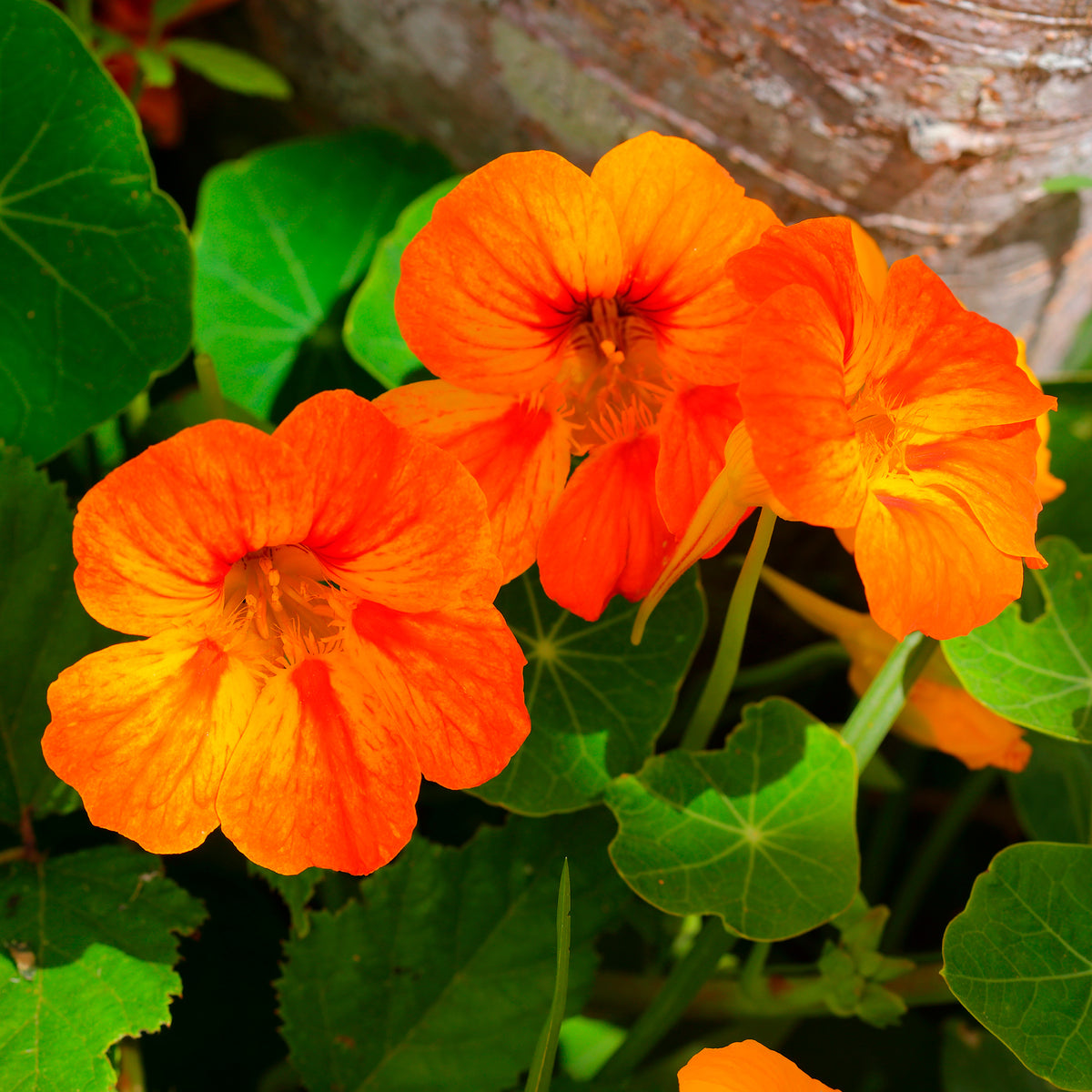 Fleurs pour terrasses et balcons - Capucine orange - Tropaeolum majus