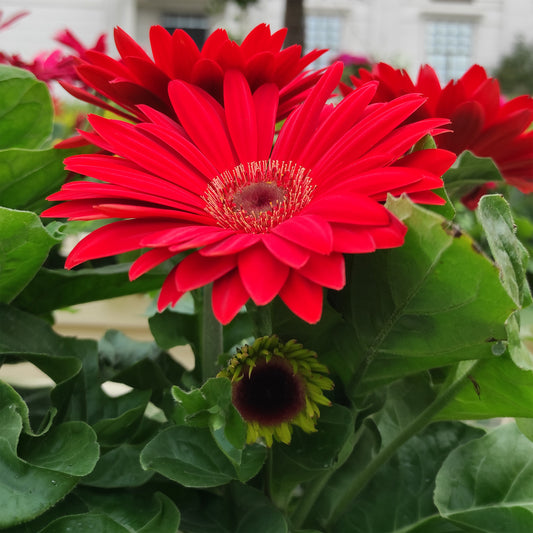 Gerbera rouge - Bakker