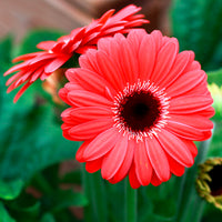Gerbera rouge - Gerbera jamesonii - Bakker