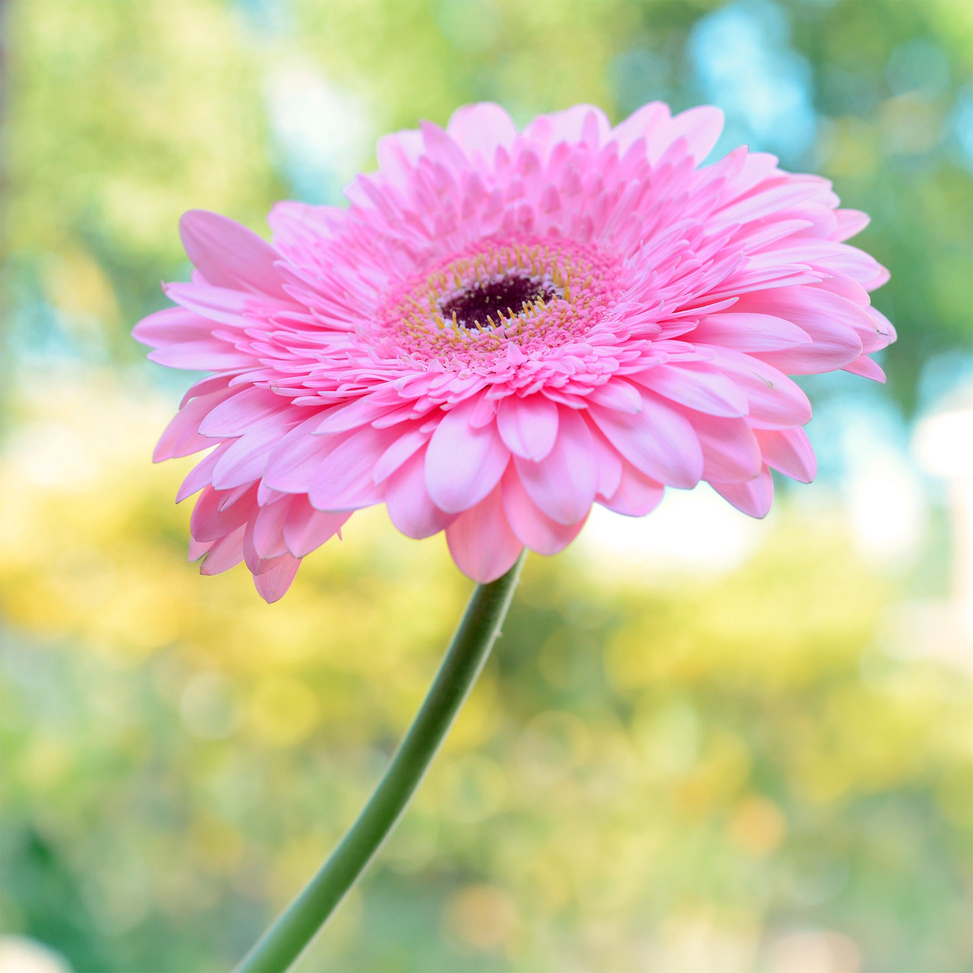 Gerbera rose - Gerbera jamesonii - Bakker