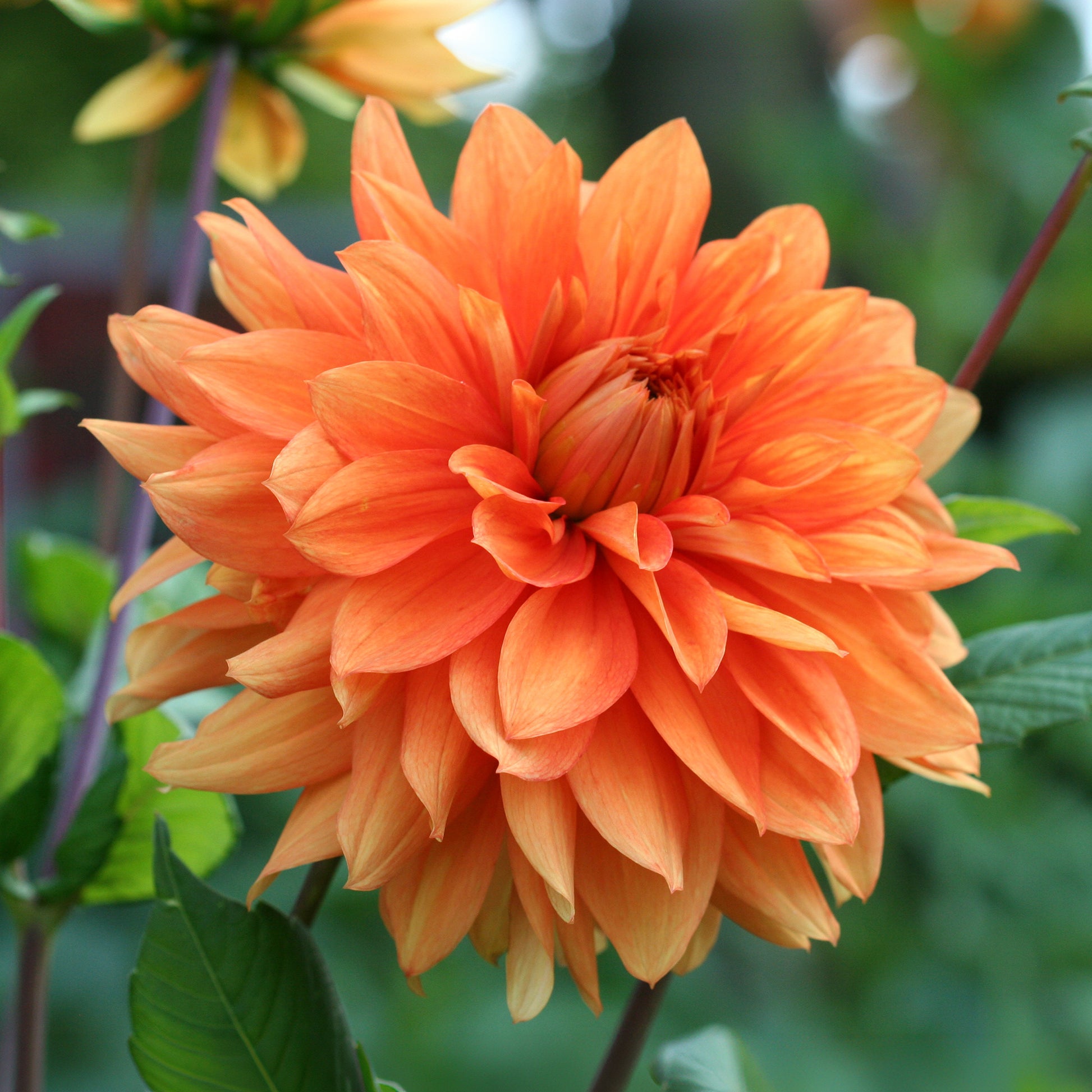 Dahlia orange - Dahlia pinnata - Bakker