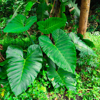 Alocasia Macrorrhiza - Alocasia Macrorrhiza - Petites plantes d'intérieur