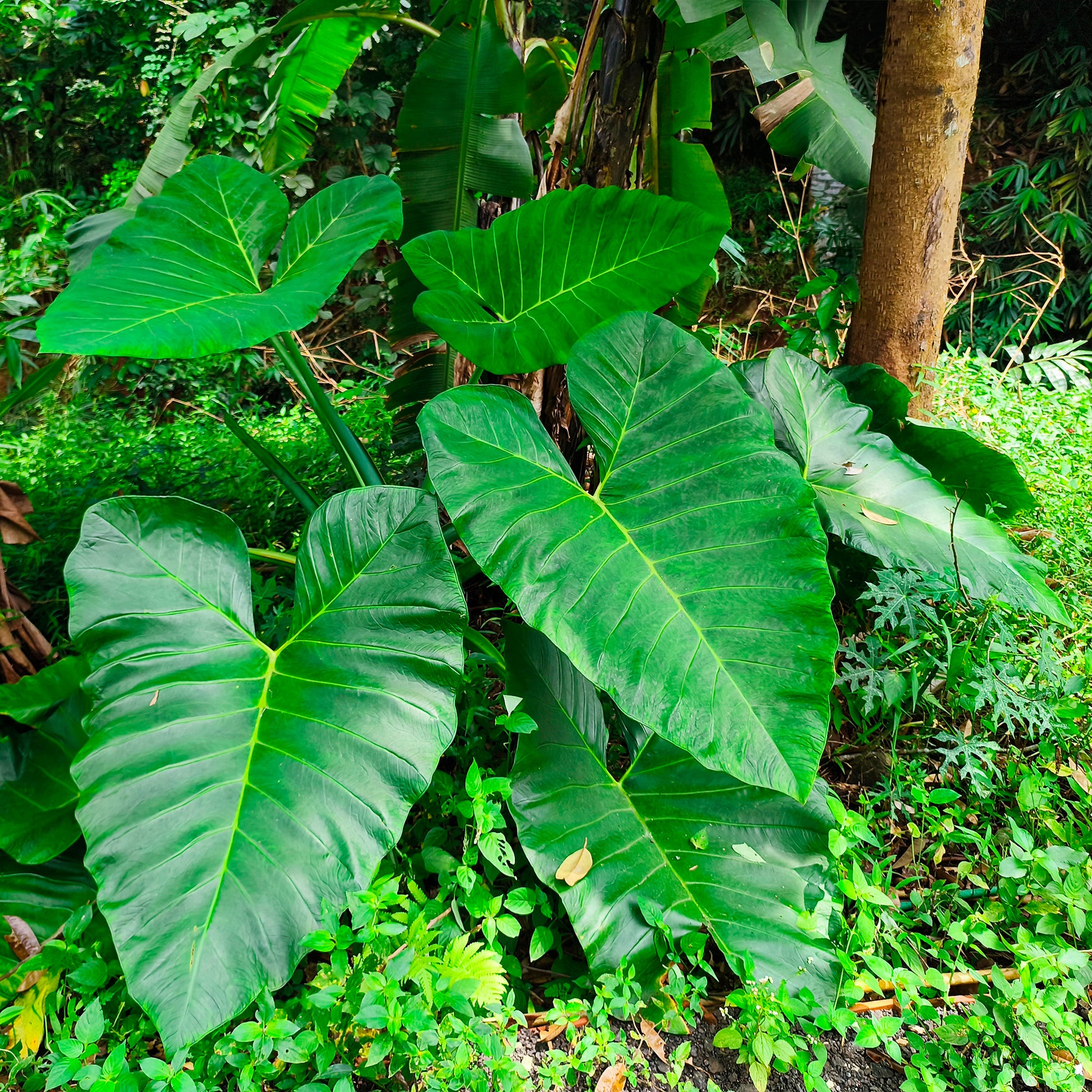 Alocasia Macrorrhiza - Alocasia Macrorrhiza - Petites plantes d'intérieur