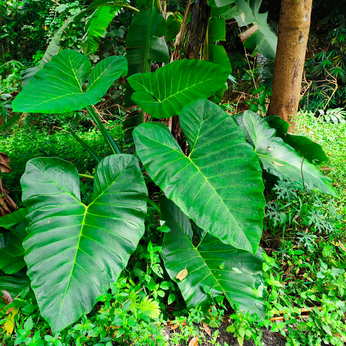 Alocasia Macrorrhiza - Alocasia Macrorrhiza - Petites plantes d'intérieur