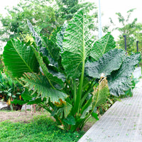 Alocasia Macrorrhiza - Alocasia Macrorrhiza - Bakker