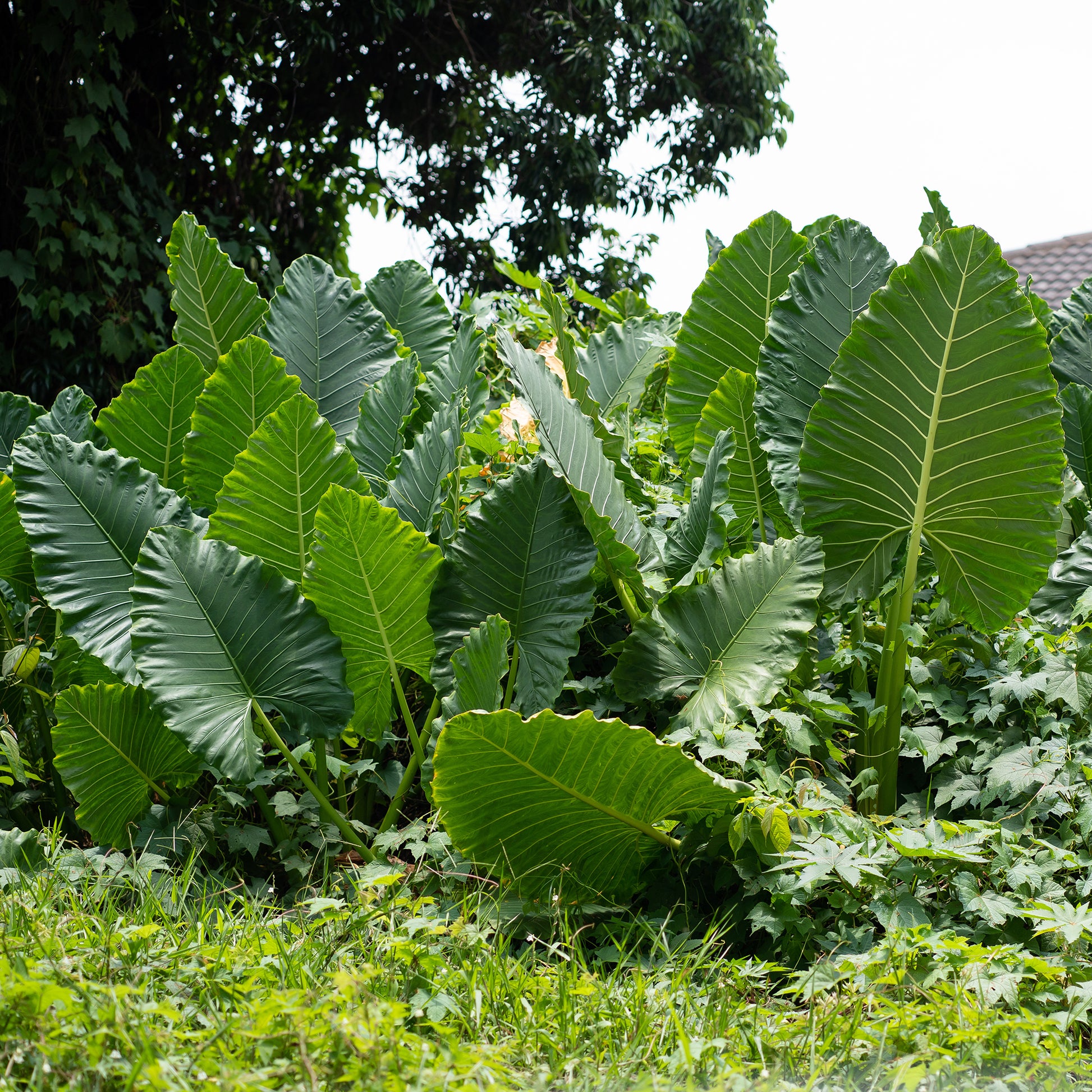 Alocasia Macrorrhiza - Bakker