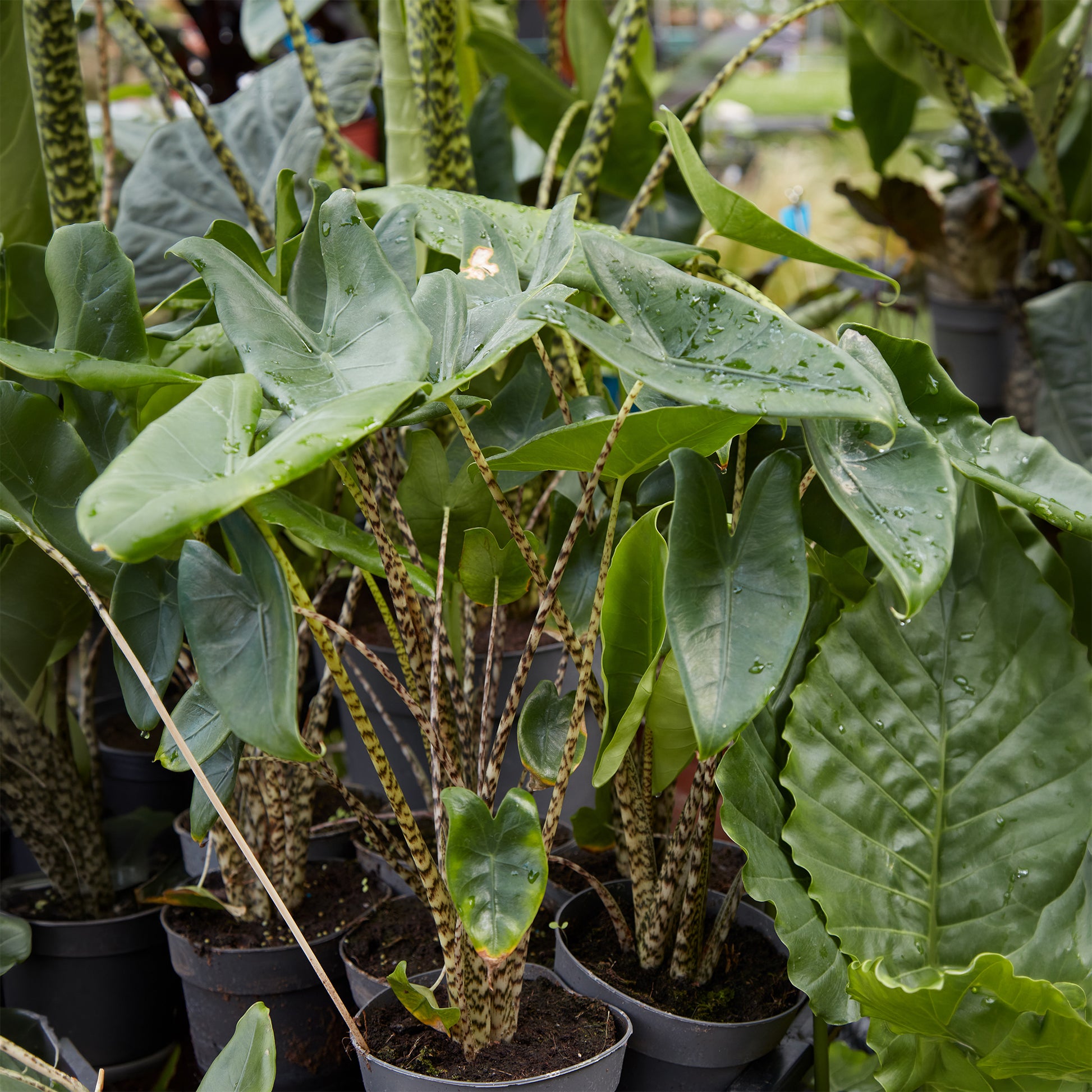 Petites plantes d'intérieur - Alocasia zebrina - Alocasia zebrina