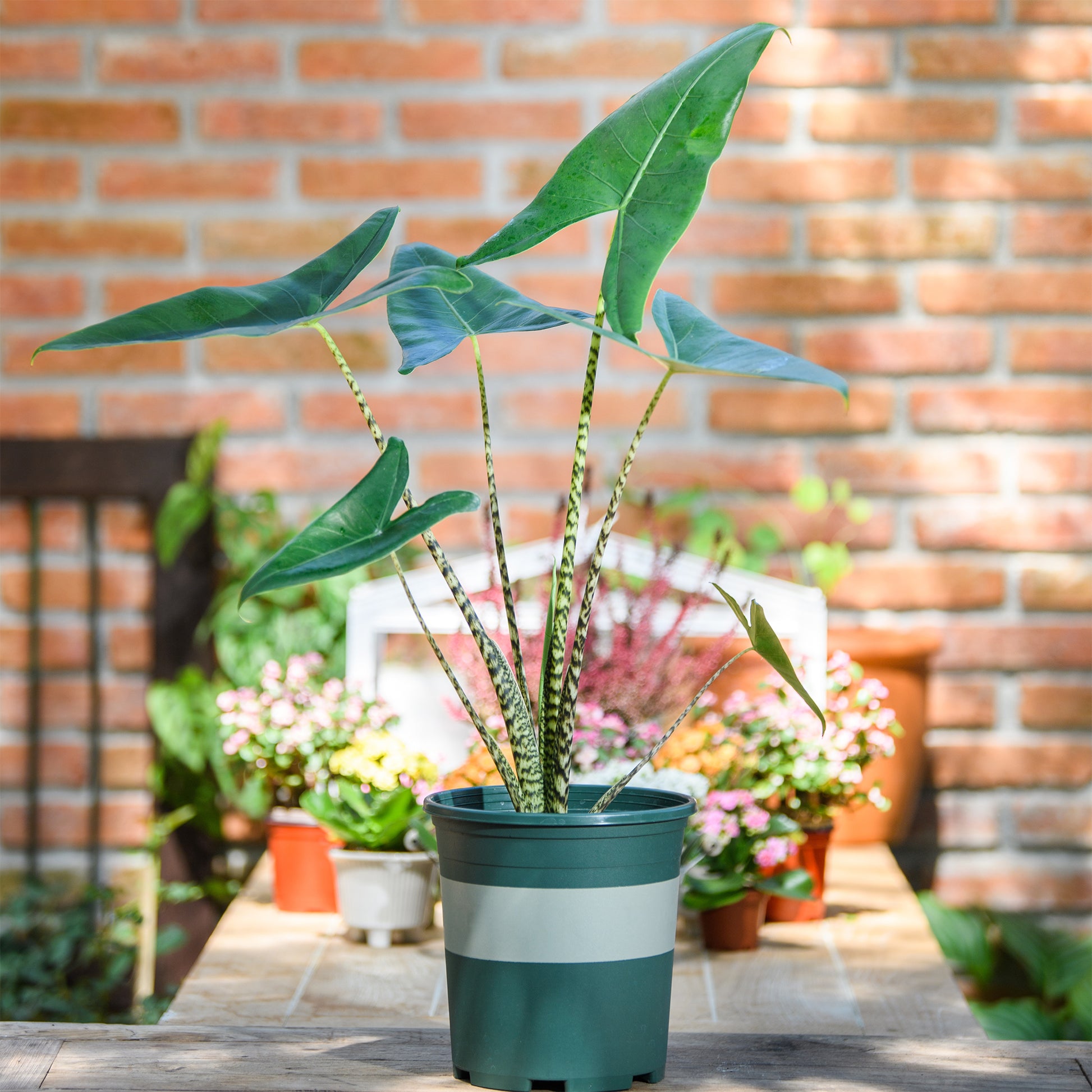 Alocasia zebrina - Alocasia zebrina - Petites plantes d'intérieur