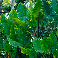 Anthurium Crystallinum - Bakker