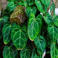 Anthurium Crystallinum