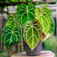 Anthurium Crystallinum