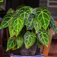 Anthurium Crystallinum