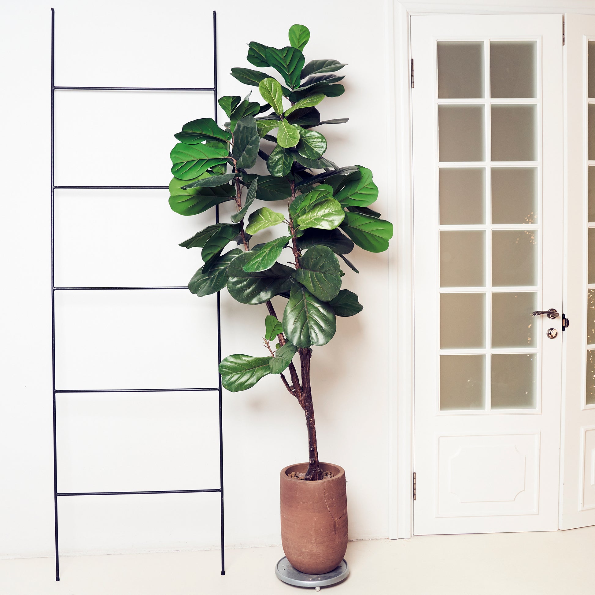 Vente Ficus Lyrata - Ficus Lyrata