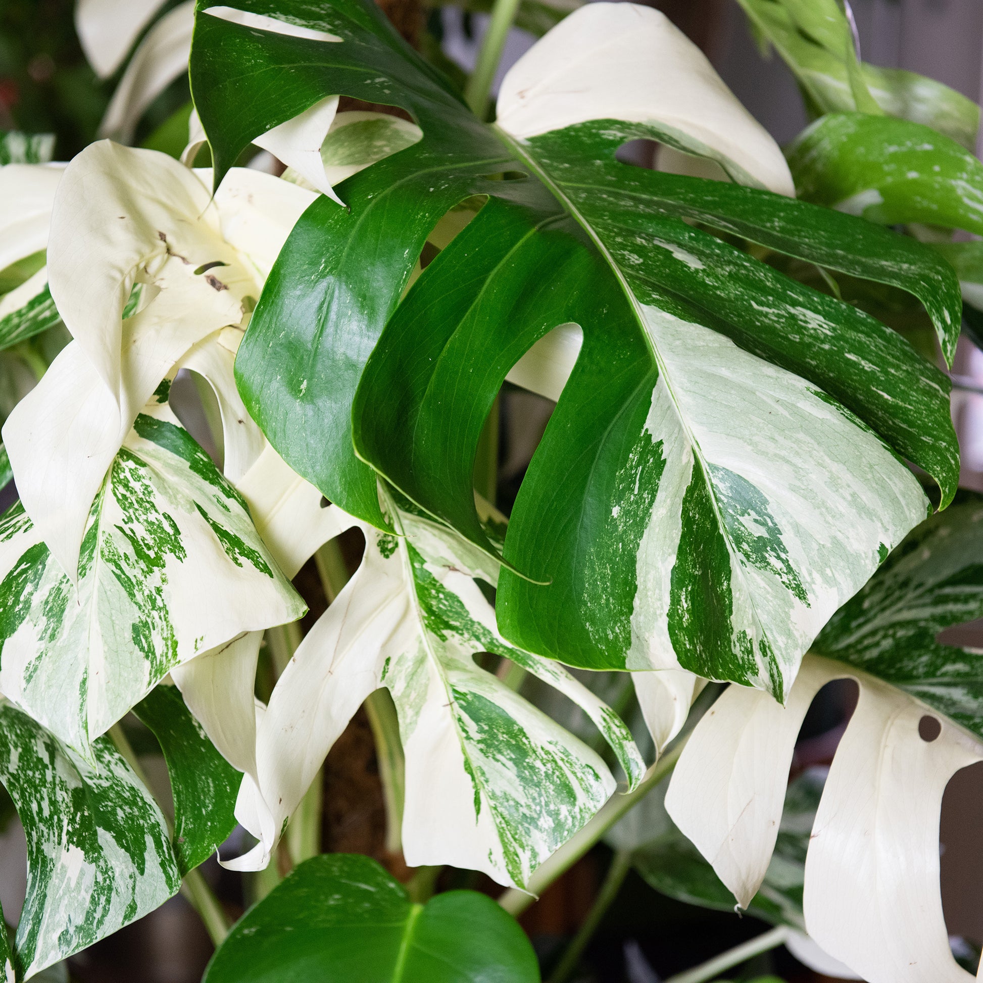 Monstera Deliciosa Variegata - Monstera Deliciosa Variegata - Bakker