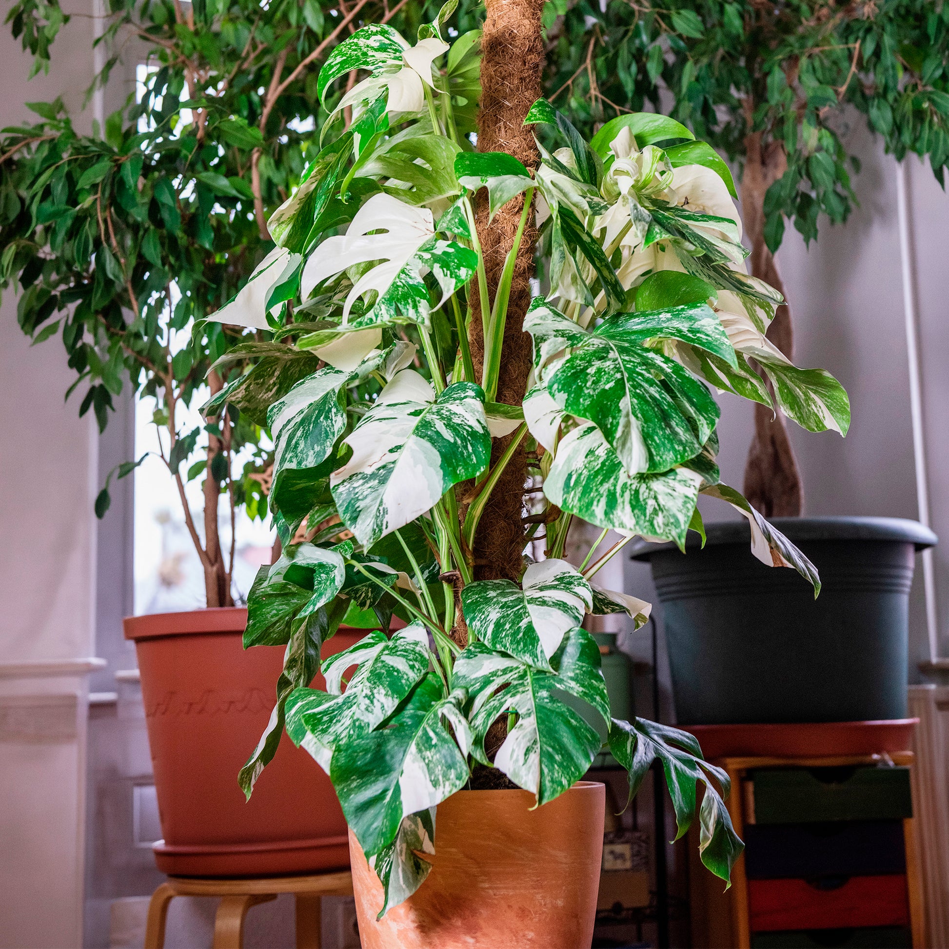 Monstera Deliciosa Variegata - Bakker