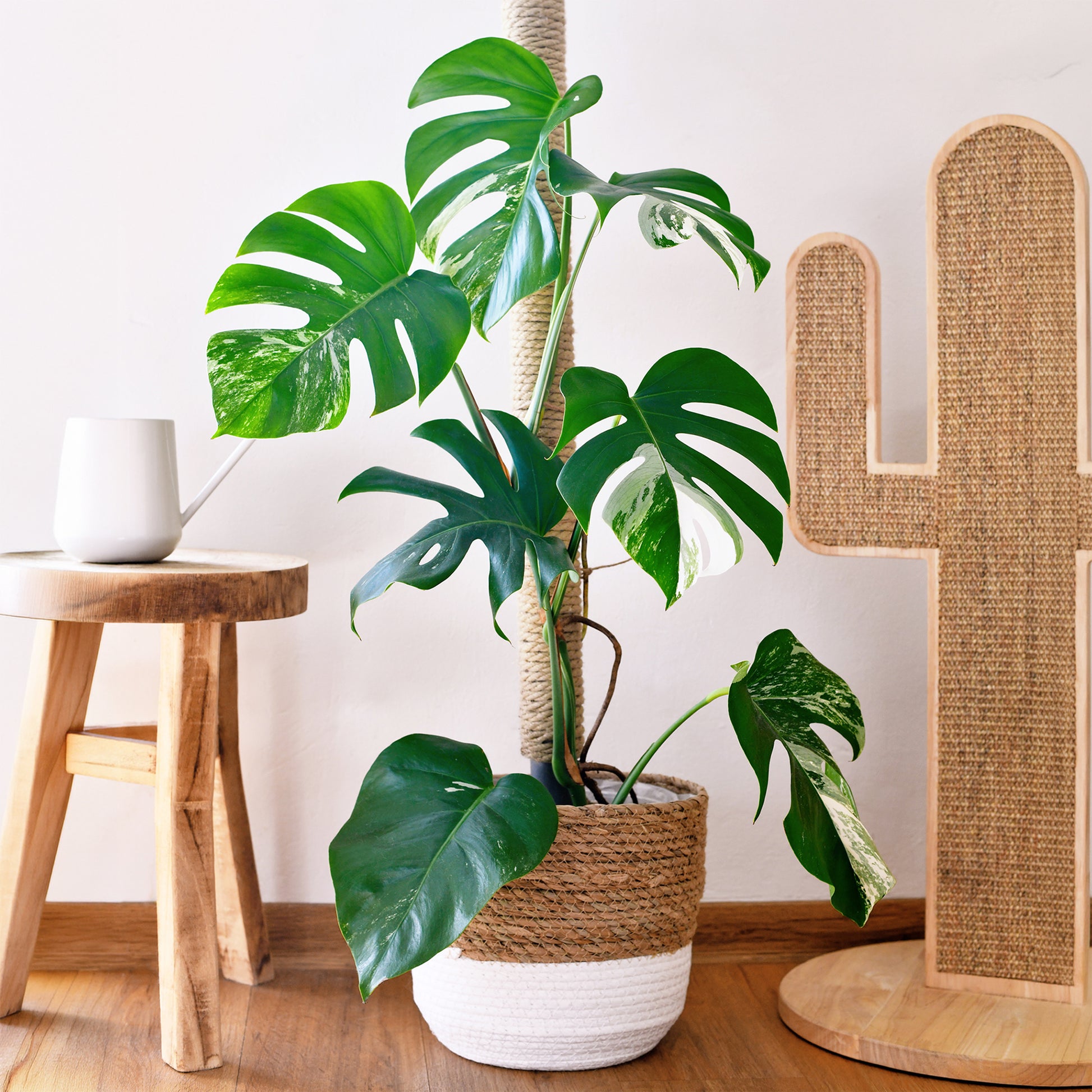 Monstera Deliciosa Variegata - Monstera Deliciosa Variegata - Philodendron