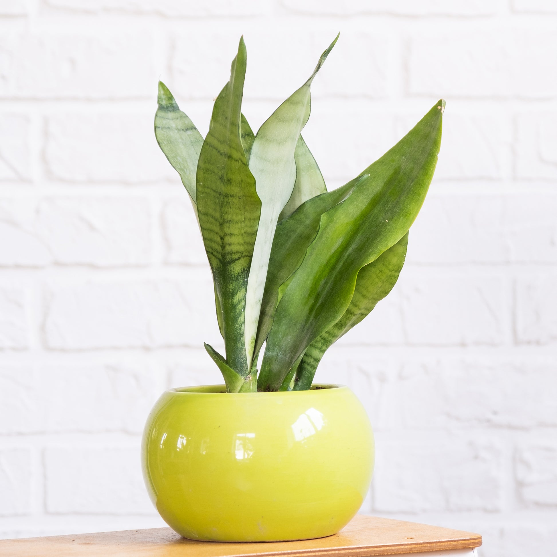 Sansevieria Moonshine - Bakker
