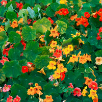 Capucine jaune - Tropaeolum majus - Bakker
