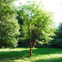 Acer griseum - Érable à écorce de papier - Érable