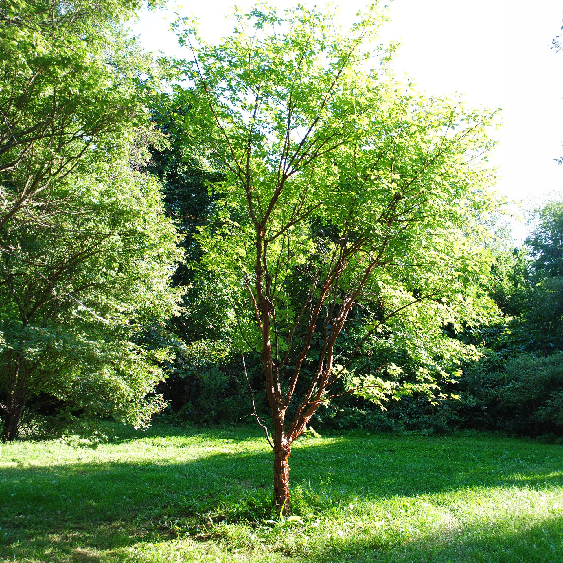 Acer griseum - Érable à écorce de papier - Érable