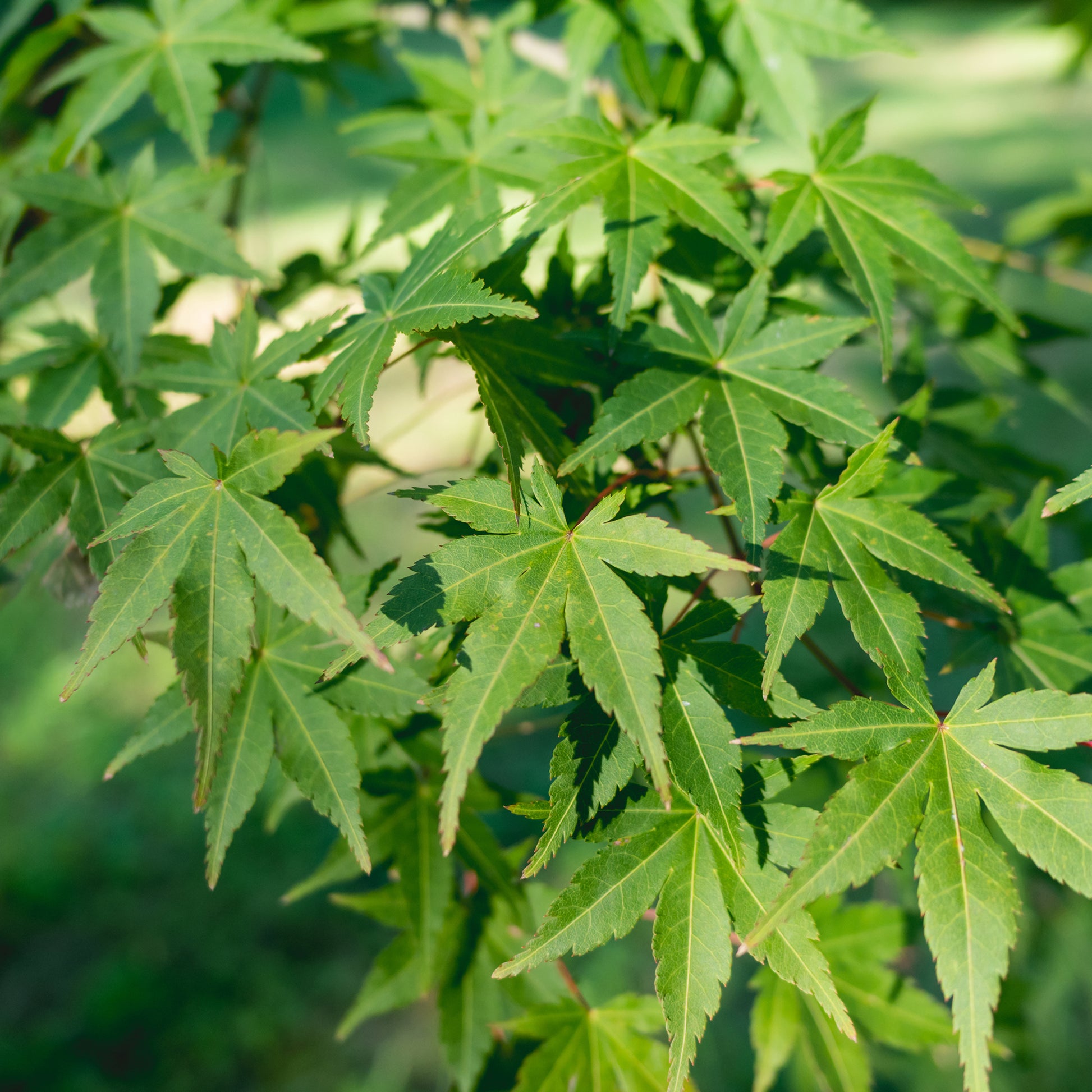 Acer palmatum - Érable du Japon - Érable du Japon