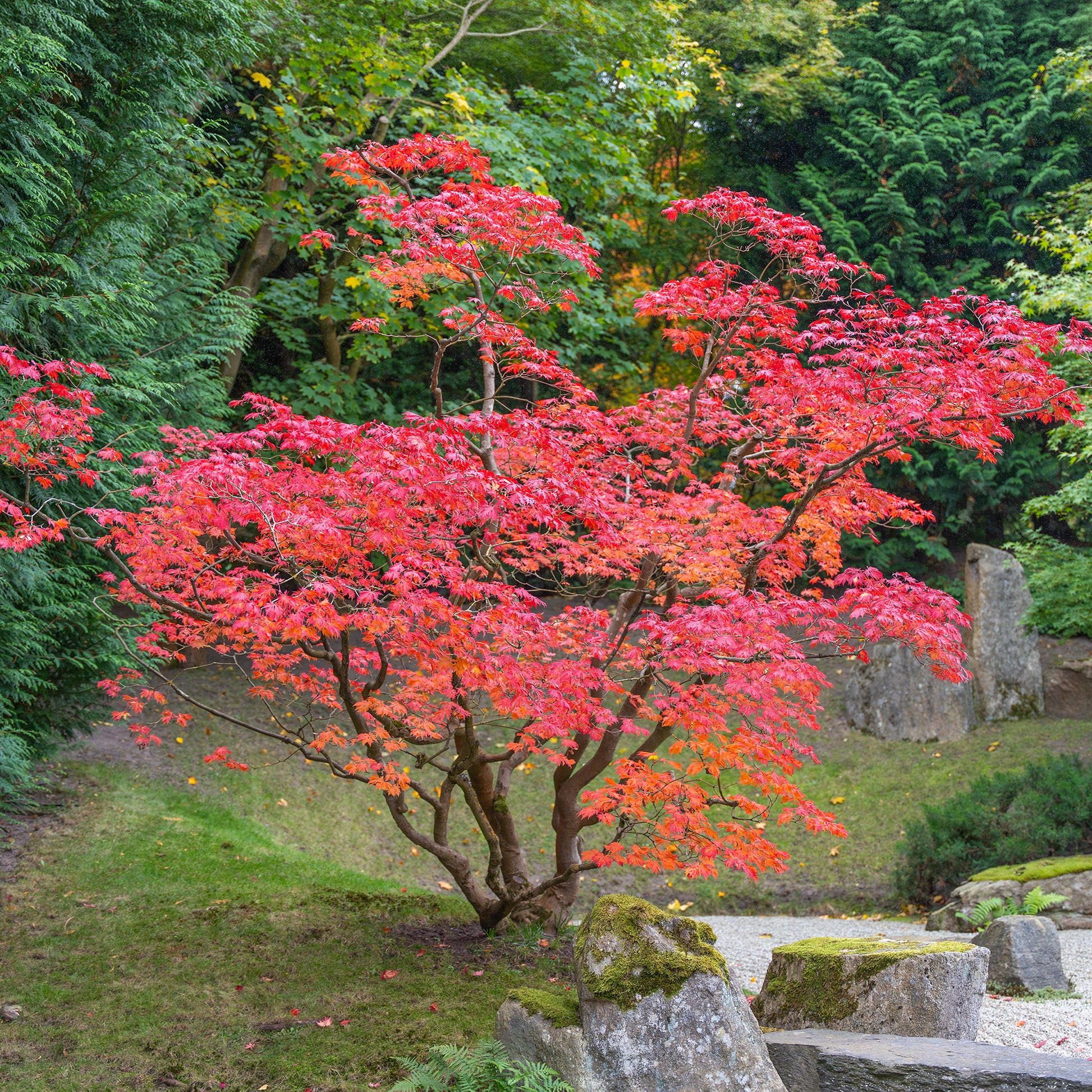Érable du Japon - Bakker