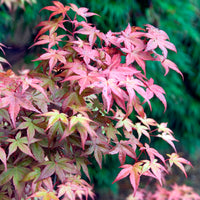 Acer palmatum Deshojo - Érable du Japon Deshojo - Érable du Japon