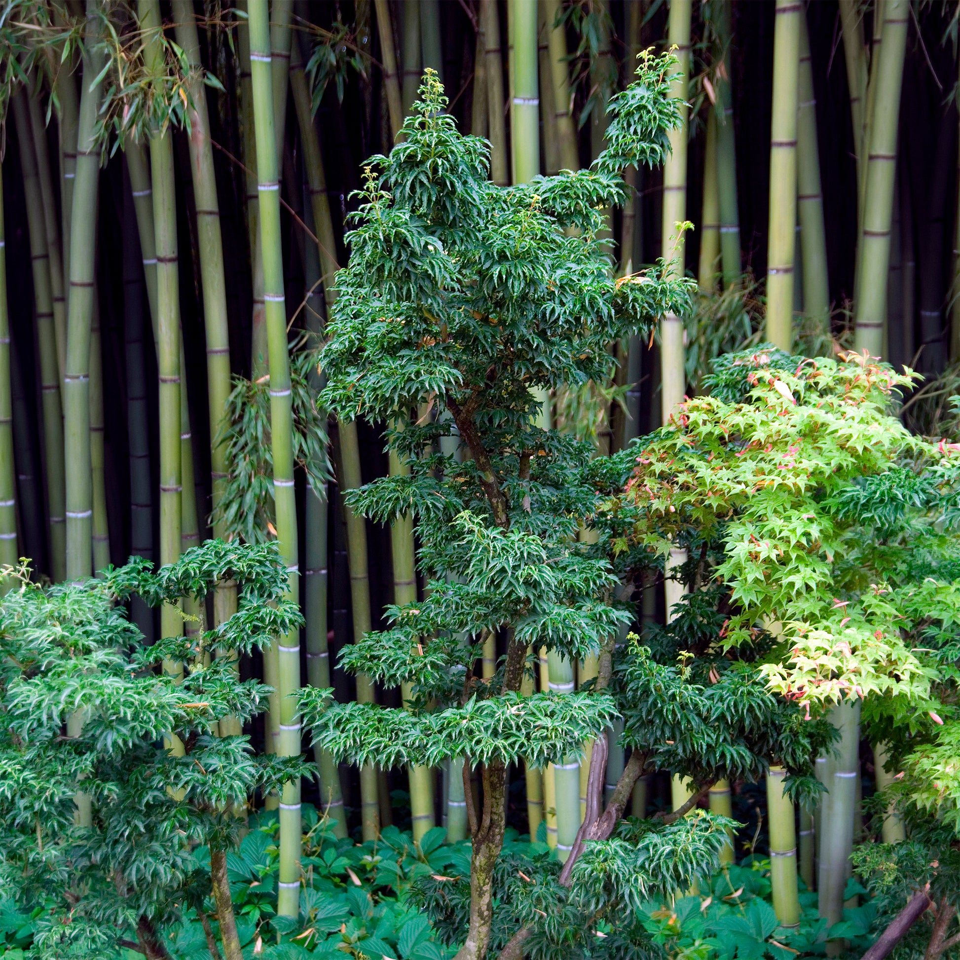 Acer palmatum Shishigashira - Érable du Japon Shishigashira - Érable du Japon