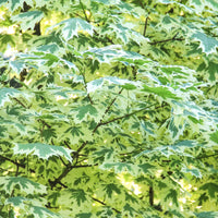 Érable plane panaché Drummondii - Acer platanoides Drummondii - Bakker