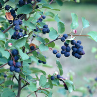 Amélanchier à feuilles d’aulne Smokey - Amelanchier alnifolia Smokey - Bakker