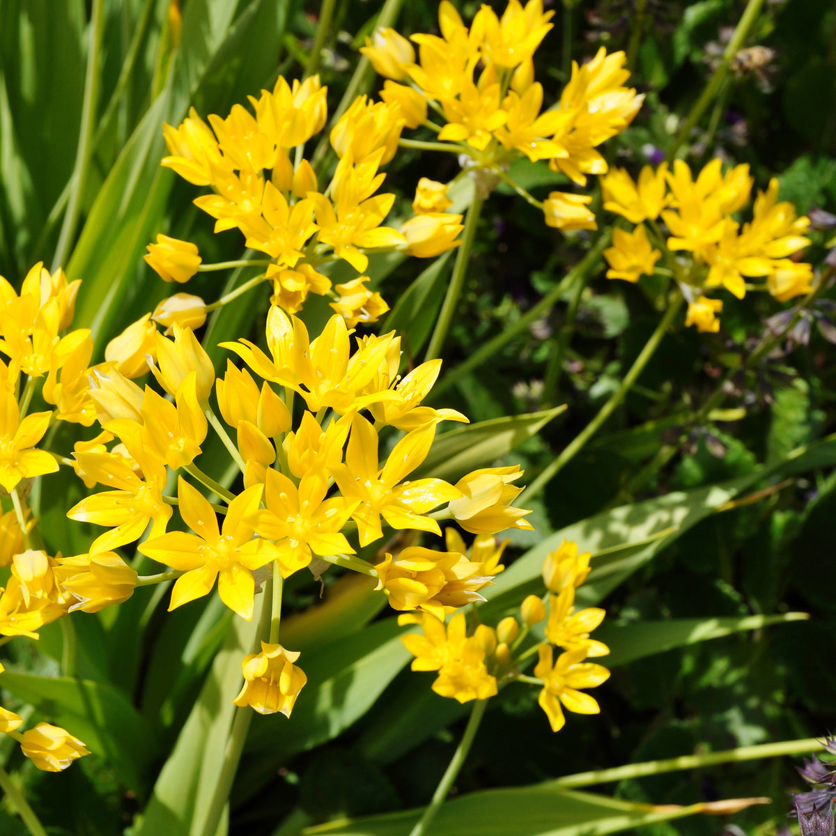 Allium moly - Allium doré - Bulbes d'Allium