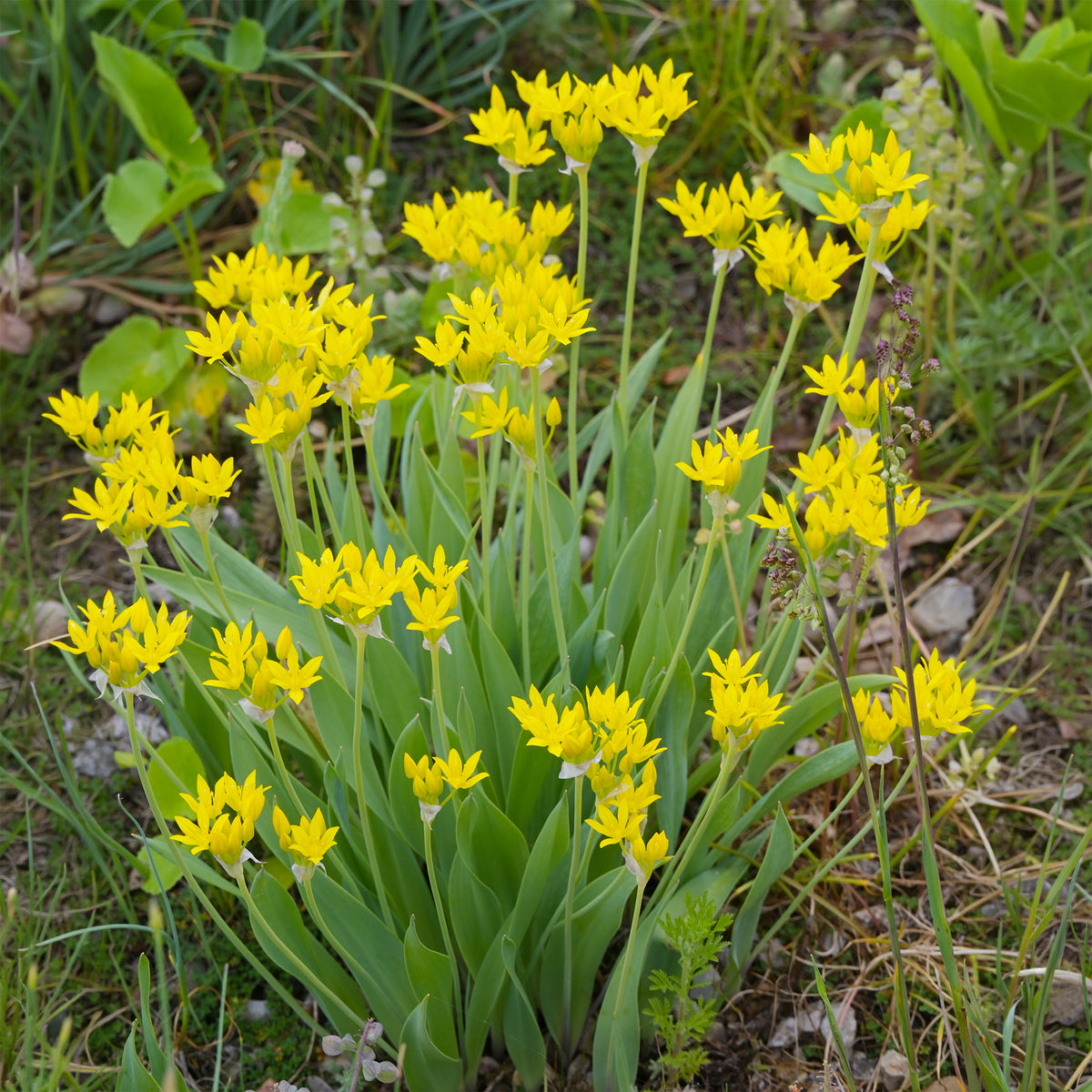 Allium doré
