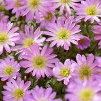 Anémone Pink Star -  - Bakker
