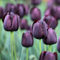 Tulipe Queen of Night - Bakker