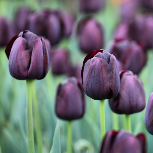 Tulipe Queen of Night - Bakker
