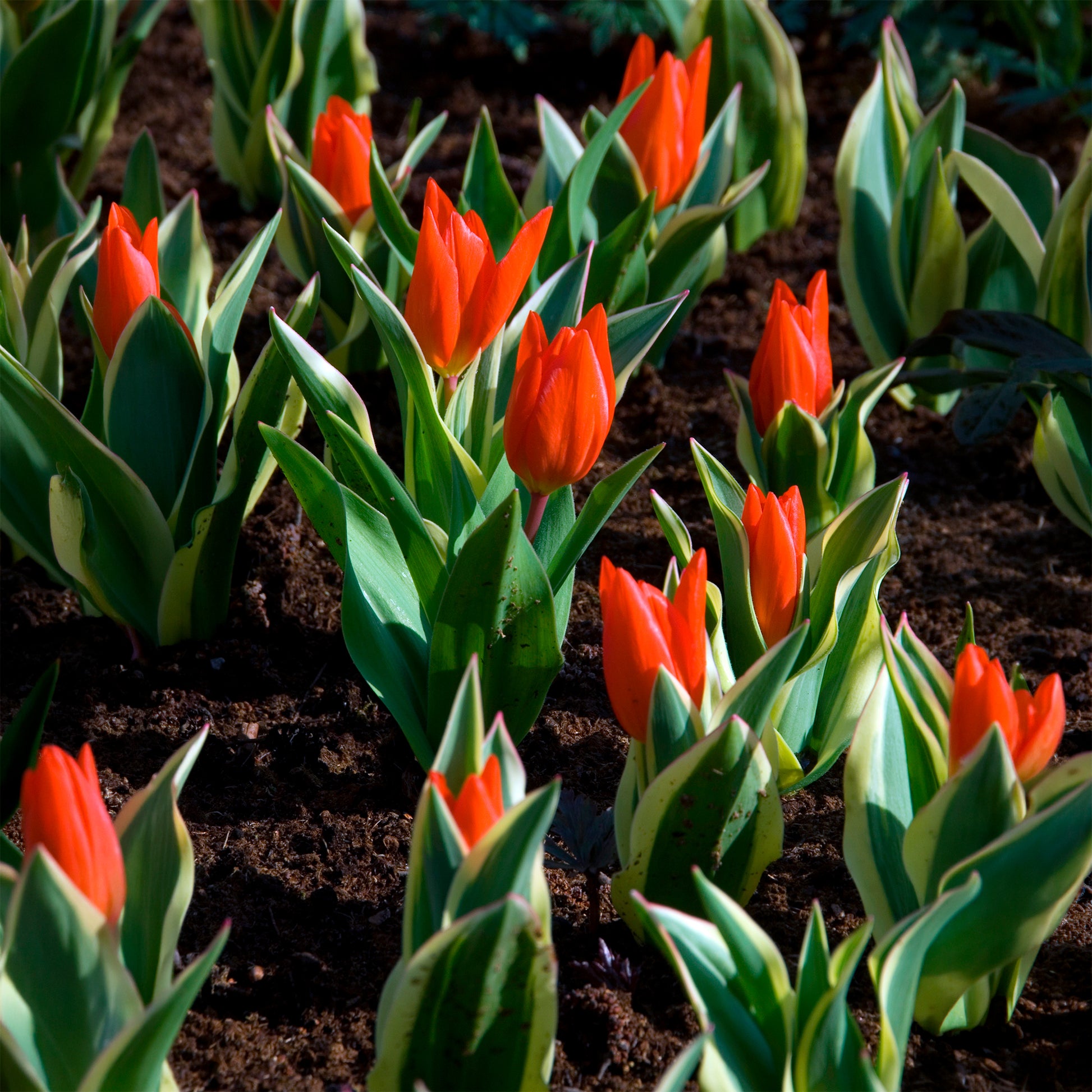 Tulipa praestans Unicum - Tulipe Unicum - Bulbes de Tulipe