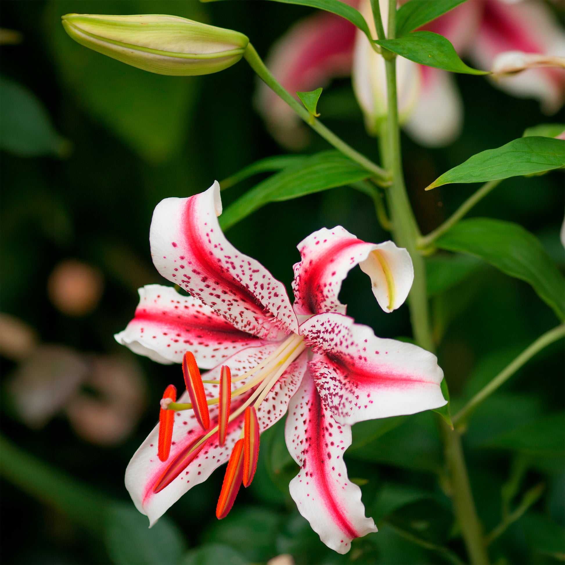 Lilium orientalis Dizzy, Muscadet, Gold Party - Trio de lis orientaux parfumés - Bulbes de Lys