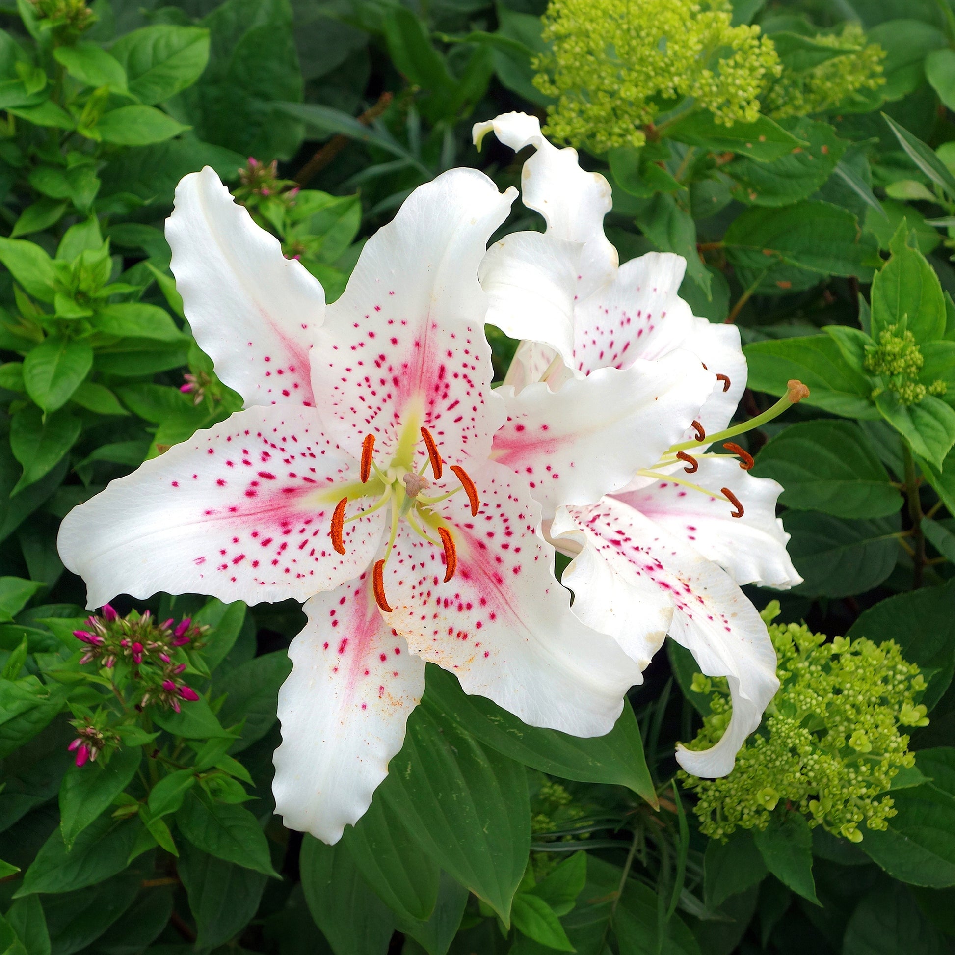 Bulbes de Lys - Trio de lis orientaux parfumés - Lilium orientalis Dizzy, Muscadet, Gold Party