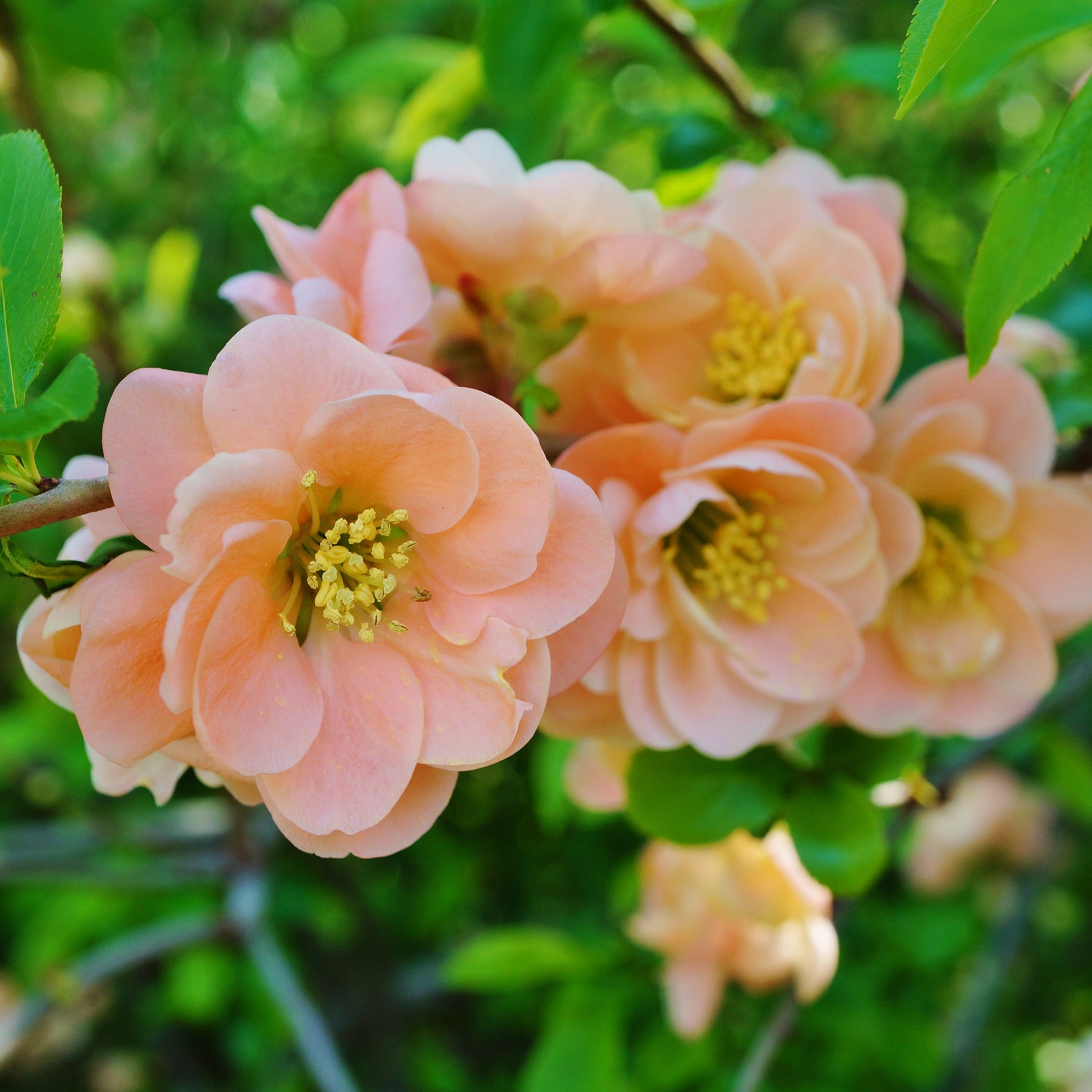 Cognassier du Japon Geisha Girl - Chaenomeles speciosa Geisha Girl - Bakker