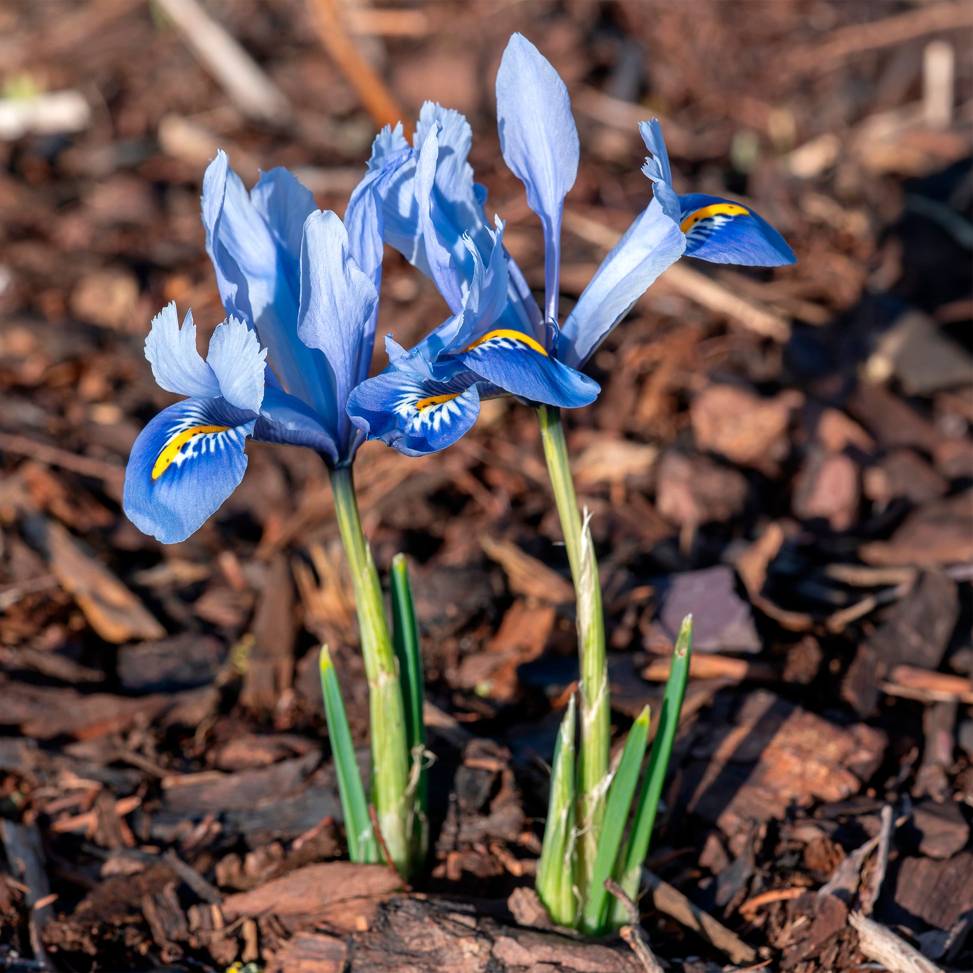 50 bulbes  mellifères jaunes et mauves - Crocus Firefly, Romance, Iris Alida, Narcissus Tête à tête - Bakker