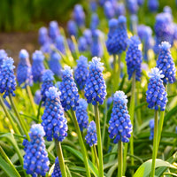 Crocus Flower Record, Muscari ameniacum, Iris Purple Hill, Hyacinth Woodstock, Scilla siberica alba - 50 bulbes mellifères mauves et blancs  - Mélange de bulbes